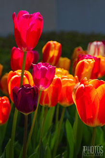 Tulips