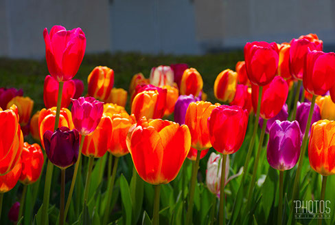 Tulips