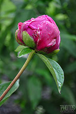 Peony