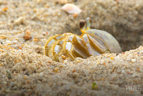 Cape Henlopen State Park, Fiddler Crab
