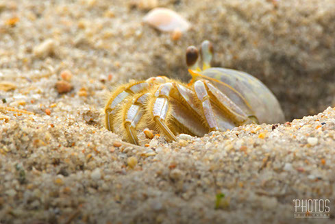 Cape Henlopen State Park, Fiddler Crab
