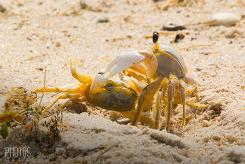 Cape Henlopen State Park, Fiddler Crabs
