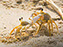 Cape Henlopen State Park, Fiddler Crab