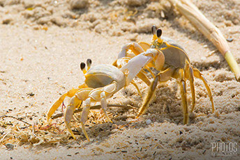 Cape Henlopen State Park, Fiddler Crabs