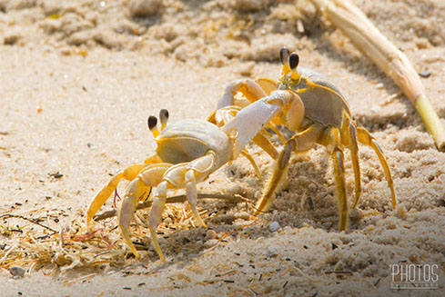 Cape Henlopen State Park, Fiddler Crabs