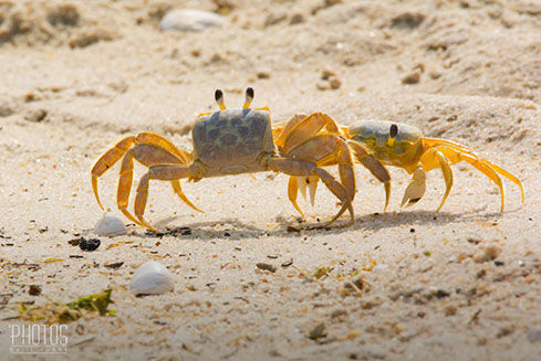 Cape Henlopen State Park, Fiddler Crabs