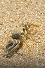 Cape Henlopen State Park, Ghost Crab