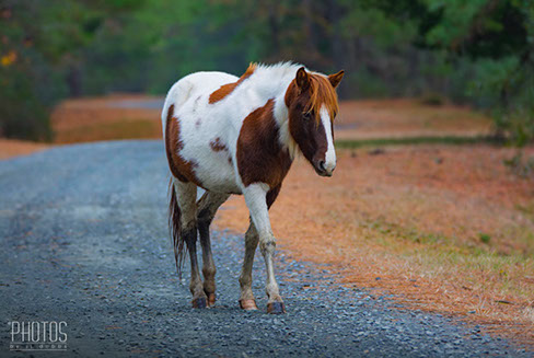 Chincoteague Wild Ponies