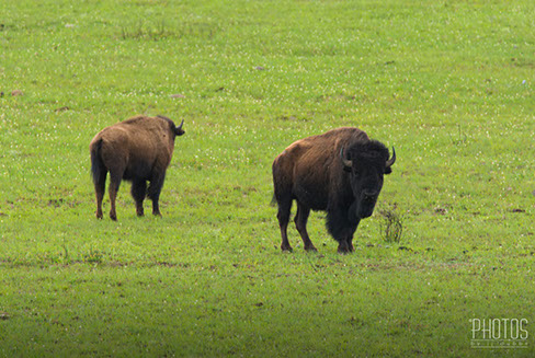 American Bison