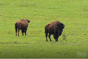 American Bison