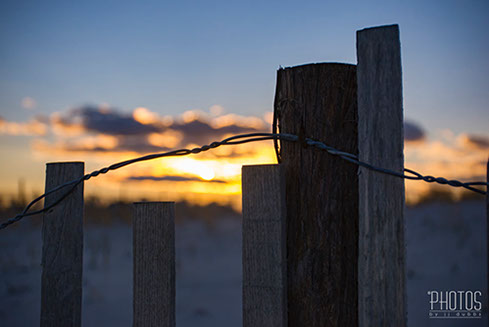 Northern Water Snake