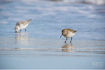 Ruddy Turnstone