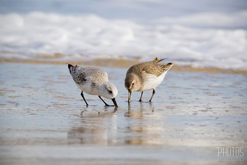 Ruddy Turnstone
