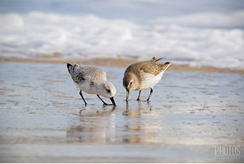 Ruddy Turnstone