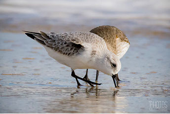 Ruddy Turnstone