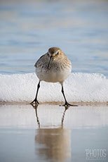 Ruddy Turnstone