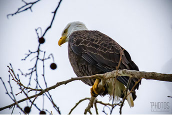 Bald Eagle