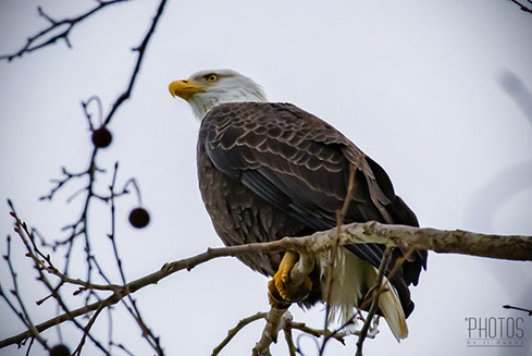 Bald Eagle