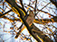 Red-Tailed Hawk