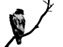 Red-Tailed Hawk