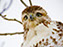 Red-Tailed Hawk