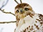 Red-Tailed Hawk