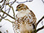 Red-Tailed Hawk