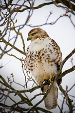 Red-Tailed Hawk