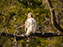 Red-Tailed Hawk