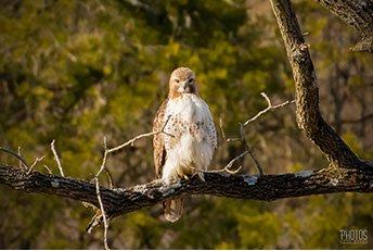 Red-Tailed Hawk