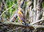 Red-Tailed Hawk