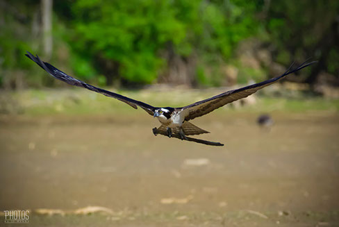 Osprey