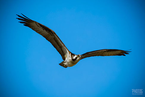 Osprey