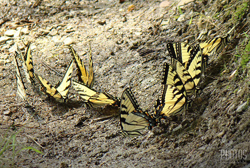 Tiger Swallowtail