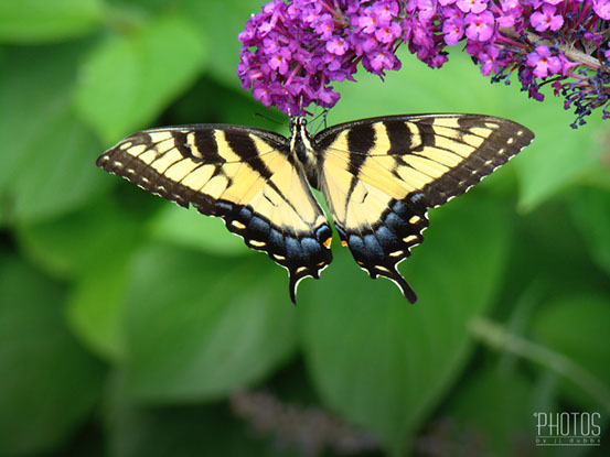 Tiger Swallowtail