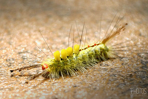 White-Marked Tussock Moth Caterpillar
