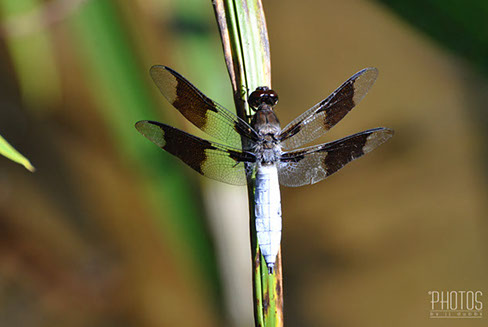 White Tail Dragonfly