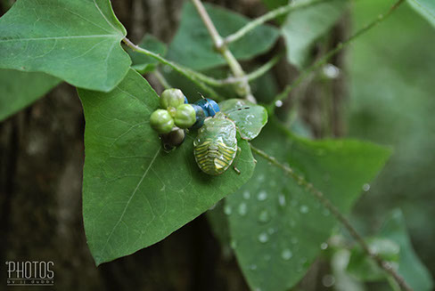Green Stink Bug Nymph