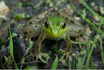 Green Frog