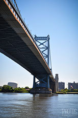 Northern Water Snake