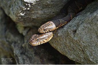 Northern Water Snake
