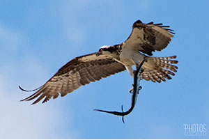 Osprey with Long-Nose Gar