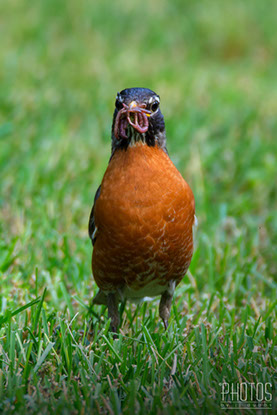 American Robin
