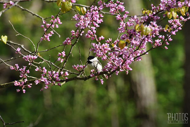 Black-Capped Chickadee