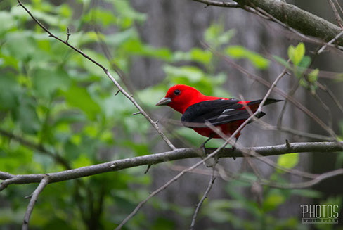 Scarlet Tanager