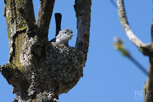Blue-Gray Gnatcatcher