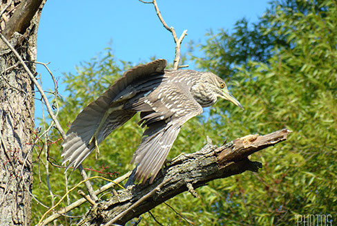 Black-Crowned Night Heron