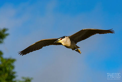 Black-Crowned Night Heron