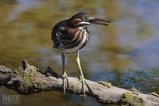 Green Heron