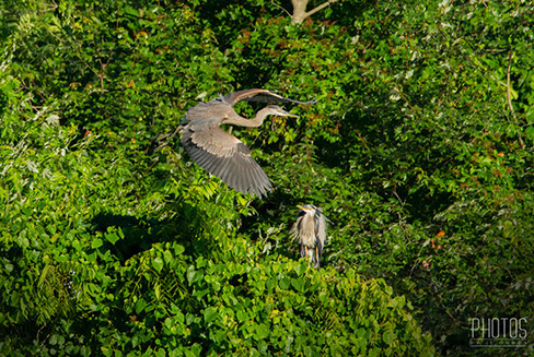 Great Blue Herons